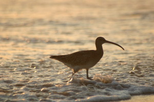 sea-bird